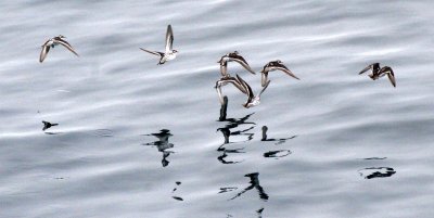 BIRD - PHALAROPE - RED-NECKED OR NORTHERN PHALAROPE - KURIL ISLANDS RUSSIA (4).jpg