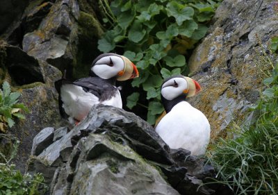 BIRD - PUFFIN - HORNED - ROOKERY ON MEDNY ISLAND COMMANDERS.jpg