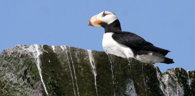 BIRD - PUFFIN - HORNED PUFFIN - COMMANDERS.jpg