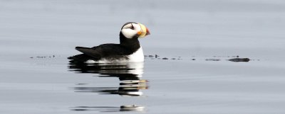 BIRD - PUFFIN - HORNED PUFFIN NEAR COMMANDORSKY.jpg