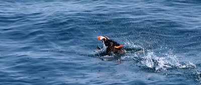 BIRD - PUFFIN - TUFTED IN COMMANDERS MEDNY ISLAND (2).jpg