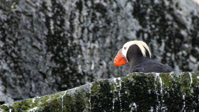 BIRD - PUFFIN - TUFTED PUFFIN - COMMANDERS (3).jpg