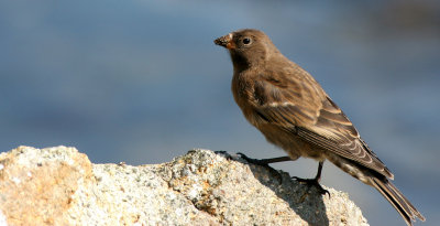 BIRD - ROSEFINCH - SCARLET ROSEFINCH - COMMANDERS (2).jpg