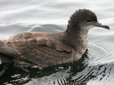 BIRD - SHEARWATER - SOOTY SHEARWATER - SOUTHERN TIP OF KAMCHATKA (4).jpg