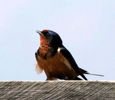 BIRD - SWALLOW - BARN SWALLOW - LAKE BAIKAL SELENGA DELTA - RUSSIA (8).jpg