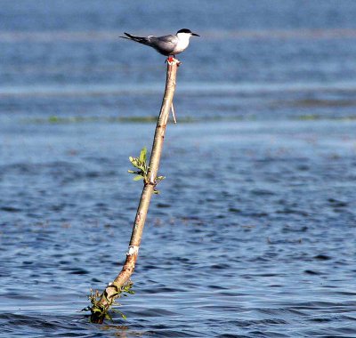 BIRD - TERN - COMMON TERN IN SELENGA DELTA OF LAKE BAIKAL RUSSIA (12).jpg