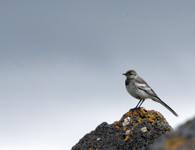 BIRD - WAGTAIL - WHITE WAGTAIL - KURIL ISLANDS SUBSPECIES - RUSSIA (11).jpg