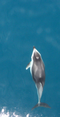 CETACEAN - DOLPHIN - PACIFIC WHITE-SIDED DOLPHIN - KURIL ISLANDS (12).jpg