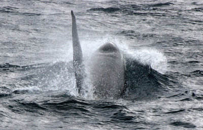 CETACEAN - WHALE - ORCA - KURIL ISLAND POD (21).jpg