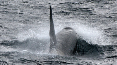 CETACEAN - WHALE - ORCA - KURIL ISLAND POD (23).jpg