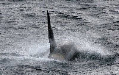 CETACEAN - WHALE - ORCA - KURIL ISLAND POD (26).jpg