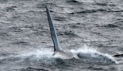 CETACEAN - WHALE - ORCA - KURIL ISLAND POD (28).jpg