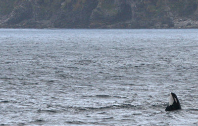 CETACEAN - WHALE - ORCA - KURIL ISLAND POD (7).jpg