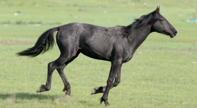 EQUIN - HORSE - WILD HORSES ON STEPPE OF OLKHON ISLAND LAKE BAIKAL (4).jpg