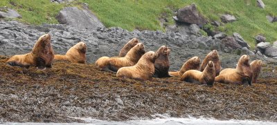 PINNIPED - SEA LION - STELLERS SEA LION - KAMCHATKA COASTAL WATERS (56).jpg