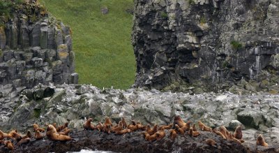 PINNIPED - SEA LION - STELLERS SEA LIONS - KURIL ISLAND GROUPS (41).jpg