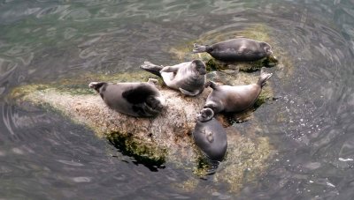 PINNIPED - SEAL - BAIKAL SEAL - NERPA - LAKE BAIKAL RUSSIA - NEAR OLKHON ISLAND  (5).jpg