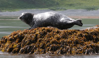 PINNIPED - SEAL - INSULAR HARBOR SEAL - COMMANDER ISLANDS (34).jpg