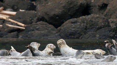 PINNIPED - SEAL - LARGHA SEALS - PHOCA LARGA - MONERON ISLAND RUSSIA (16).jpg