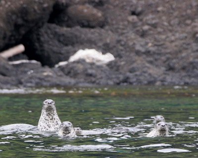 PINNIPED - SEAL - LARGHA SEALS - PHOCA LARGA - MONERON ISLAND RUSSIA (27).jpg