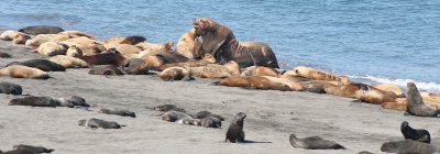 PINNIPED - SEAL - NORTHERN FUR SEAL - ROOKERY IN COMMANDER ISLANDS RUSSIA (39).jpg