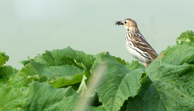 PIPIT - RED-THROATED - COMMANDER ISLANDS (2).jpg