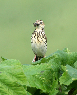 PIPIT - RED-THROATED - COMMANDER ISLANDS (4).jpg