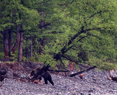 URSID - BEAR - BROWN BEAR - EUROPEAN - LAKE BAIKAL SHORES OF THE BROWN BEARS (31).jpg