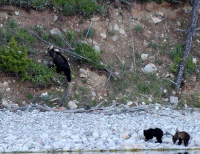 URSID - BEAR - BROWN BEAR MOM WITH CUBS IN SHORES OF THE BROWNBEARS - LAKE BAIKAL (17).jpg