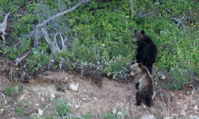 URSID - BEAR - BROWN BEAR MOM WITH CUBS IN SHORES OF THE BROWNBEARS - LAKE BAIKAL (58).jpg