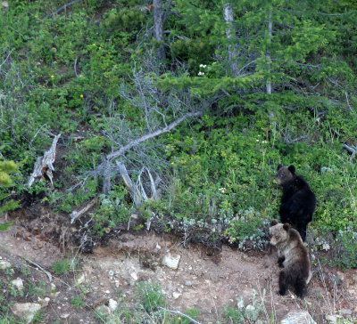 URSID - BEAR - BROWN BEAR MOM WITH CUBS IN SHORES OF THE BROWNBEARS - LAKE BAIKAL (65).jpg