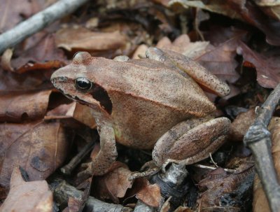 AMPHIBIAN - FROG - SIBERIAN COMMON FROG - PRIMORYE RUSSIA - LAZOVSKY   (9).jpg