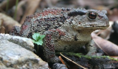 AMPHIBIAN - TOAD - FAR-EASTERN COMMON TOAD - PRIMORYE RUSSIA - LAZOVSKY (9).jpg