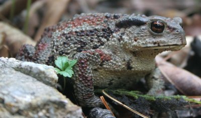 AMPHIBIAN - TOAD - FAR-EASTERN COMMON TOAD - PRIMORYE RUSSIA - LAZOVSKY   (9).jpg