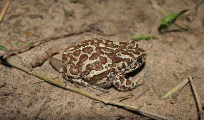 AMPHIBIAN - TOAD - MONGOLIAN TOAD - PRIMORYE RUSSIA - LAKE KHANKA (3).jpg