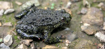 AMPHIBIAN - TOAD - ORIENTAL FIRE-BELLIED TOAD - PRIMORYE RUSSIA - KEDROVAYA PAD  (10).jpg