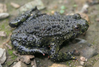 AMPHIBIAN - TOAD - ORIENTAL FIRE-BELLIED TOAD - PRIMORYE RUSSIA - KEDROVAYA PAD  (12).jpg