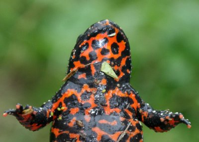 AMPHIBIAN - TOAD - ORIENTAL FIRE-BELLIED TOAD - PRIMORYE RUSSIA - KEDROVAYA PAD (14).jpg