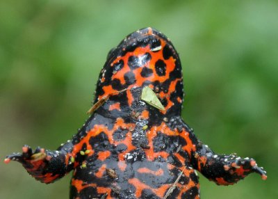 AMPHIBIAN - TOAD - ORIENTAL FIRE-BELLIED TOAD - PRIMORYE RUSSIA - KEDROVAYA PAD  (14).jpg