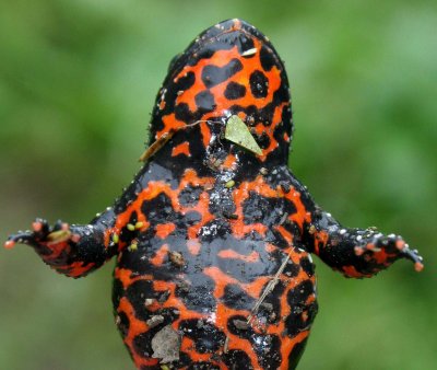 AMPHIBIAN - TOAD - ORIENTAL FIRE-BELLIED TOAD - PRIMORYE RUSSIA - KEDROVAYA PAD  (16).jpg