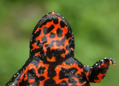 AMPHIBIAN - TOAD - ORIENTAL FIRE-BELLIED TOAD - PRIMORYE RUSSIA - KEDROVAYA PAD  (2).jpg