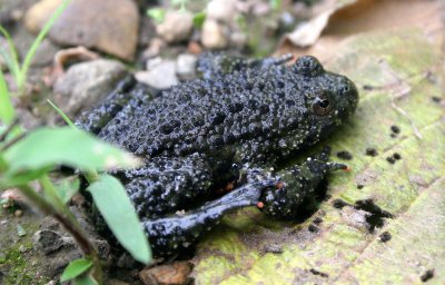 AMPHIBIAN - TOAD - ORIENTAL FIRE-BELLIED TOAD - PRIMORYE RUSSIA - KEDROVAYA PAD  (7).jpg