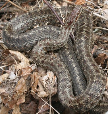 REPTILE - SNAKE - CHICKEN SNAKE - PATTERNED CHICKEN SNAKE - PRIMORYE RUSSIA - LAZOVSKY (16).jpg