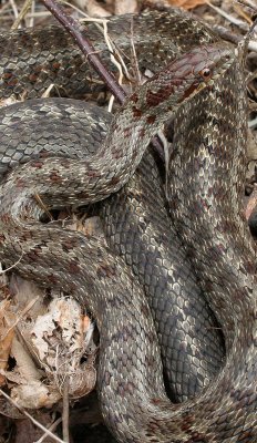 REPTILE - SNAKE - CHICKEN SNAKE - PATTERNED CHICKEN SNAKE - PRIMORYE RUSSIA - LAZOVSKY (17).jpg