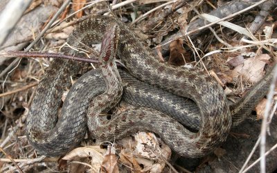 REPTILE - SNAKE - CHICKEN SNAKE - PATTERNED CHICKEN SNAKE - PRIMORYE RUSSIA - LAZOVSKY (4).jpg