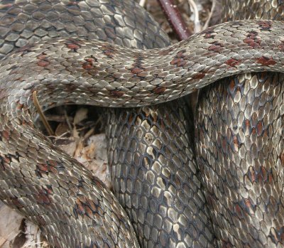 REPTILE - SNAKE - CHICKEN SNAKE - PATTERNED CHICKEN SNAKE - PRIMORYE RUSSIA - LAZOVSKY   (6).jpg