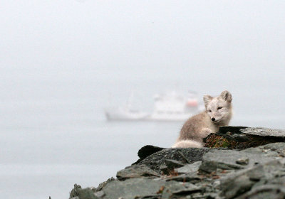 CANID - FOX - ARCTIC FOX - POLAR FOX - AVALBARD (42).jpg