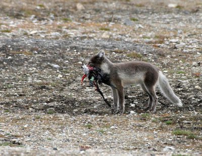 CANID - FOX - ARCTIC FOX - POLAR FOX - AVALBARD (65).jpg