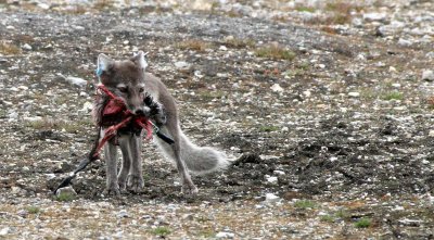 CANID - FOX - ARCTIC FOX - POLAR FOX - AVALBARD (68).jpg