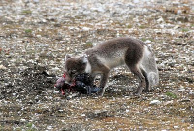 CANID - FOX - ARCTIC FOX - POLAR FOX - AVALBARD (74).jpg